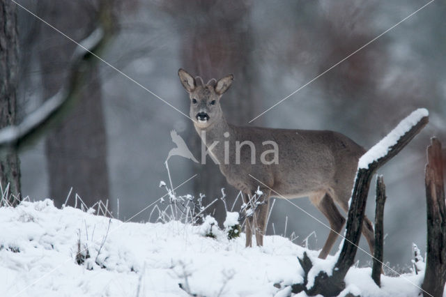 Ree (Capreolus capreolus)