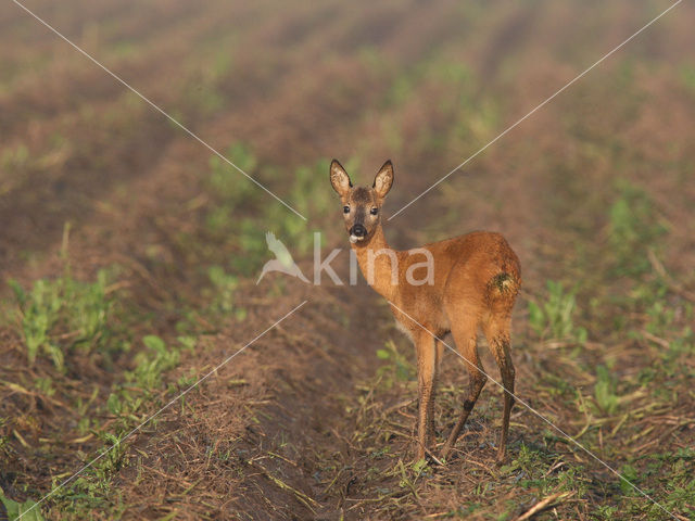 Ree (Capreolus capreolus)