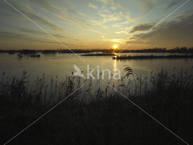 Riet (Phragmites australis)