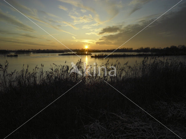 Riet (Phragmites australis)