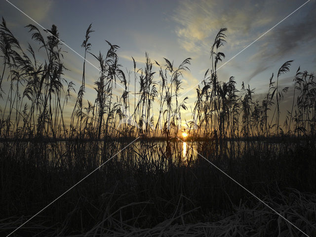 Riet (Phragmites australis)