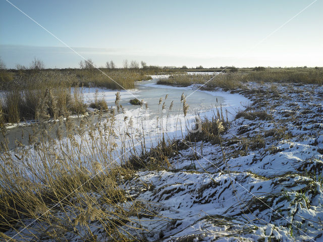 Riet (Phragmites australis)