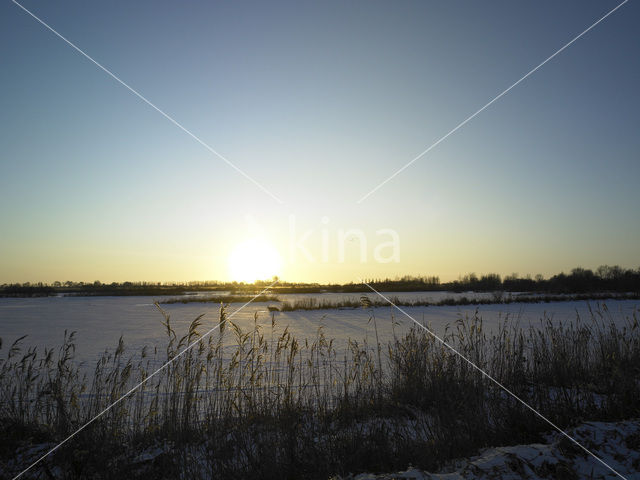 Riet (Phragmites australis)