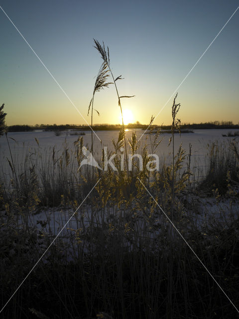 Riet (Phragmites australis)