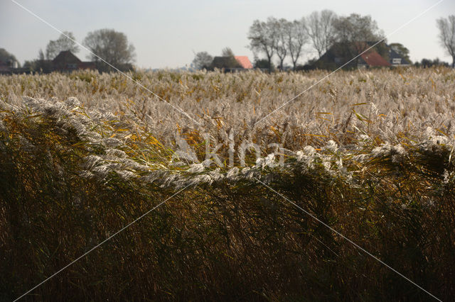 Riet (Phragmites australis)