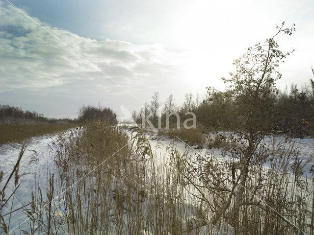 Riet (Phragmites australis)