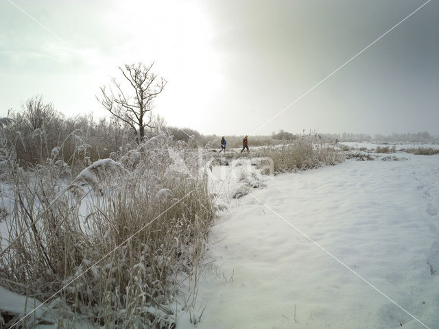 Riet (Phragmites australis)