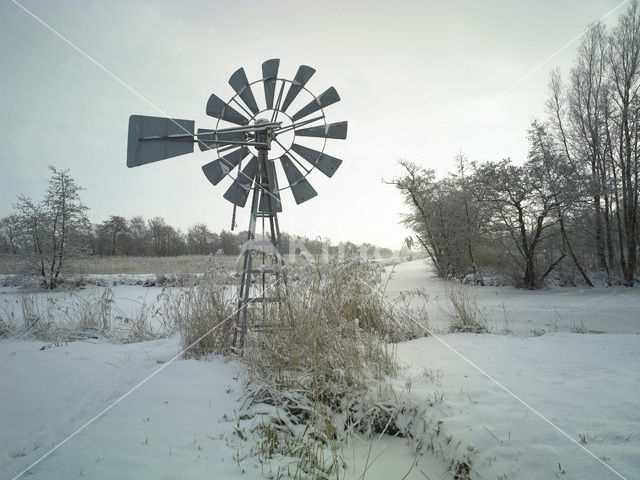 Riet (Phragmites australis)