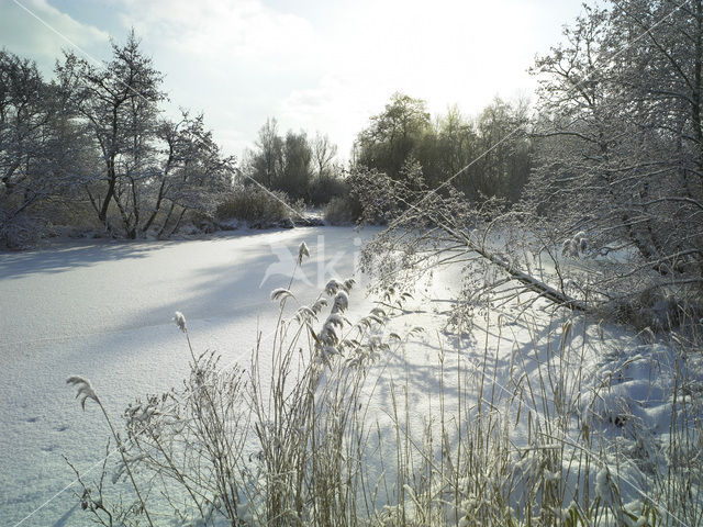 Riet (Phragmites australis)