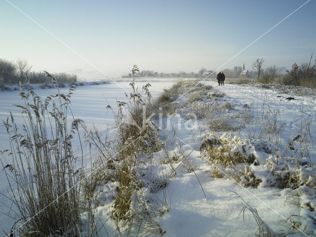 Riet (Phragmites australis)