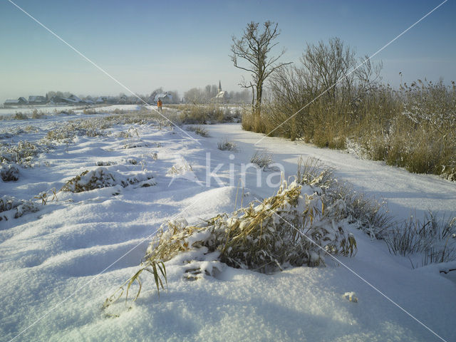 Riet (Phragmites australis)