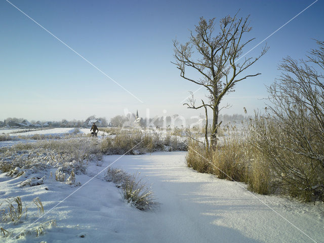 Riet (Phragmites australis)