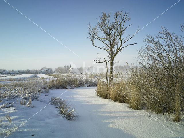 Riet (Phragmites australis)