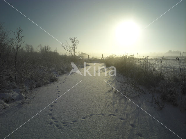 Riet (Phragmites australis)