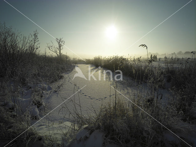 Riet (Phragmites australis)