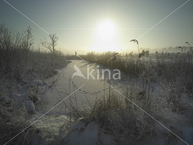 Riet (Phragmites australis)