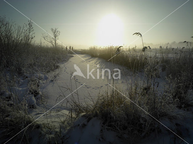 Riet (Phragmites australis)