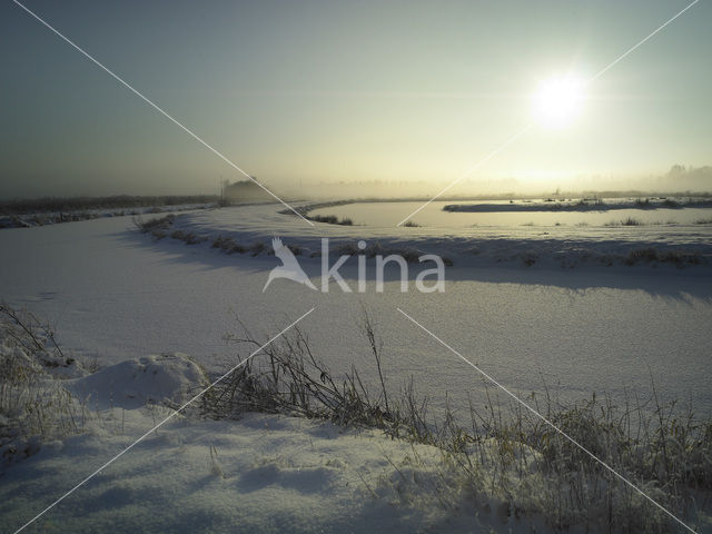 Riet (Phragmites australis)