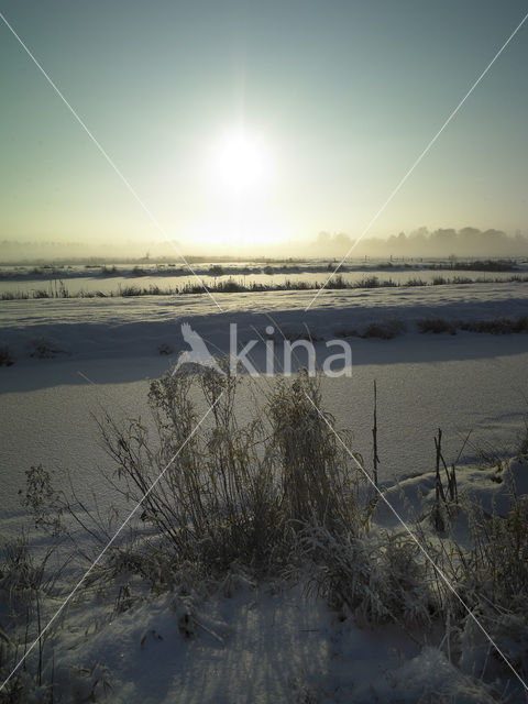 Riet (Phragmites australis)