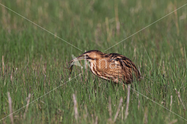 Roerdomp (Botaurus stellaris)