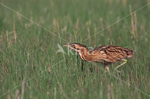 Roerdomp (Botaurus stellaris)