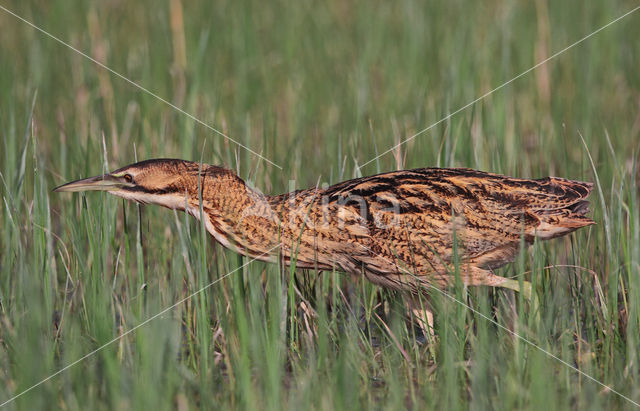 Roerdomp (Botaurus stellaris)