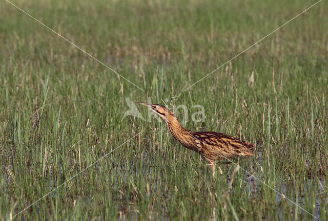 Roerdomp (Botaurus stellaris)