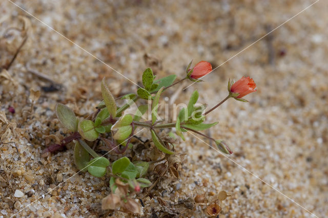 Rood guichelheil (Anagallis arvensis ssp arvensis)