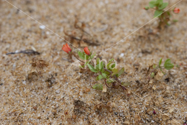 scarlet pimpernel (Anagallis arvensis ssp arvensis)