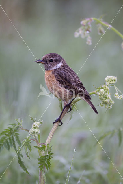 Roodborsttapuit (Saxicola rubicola)