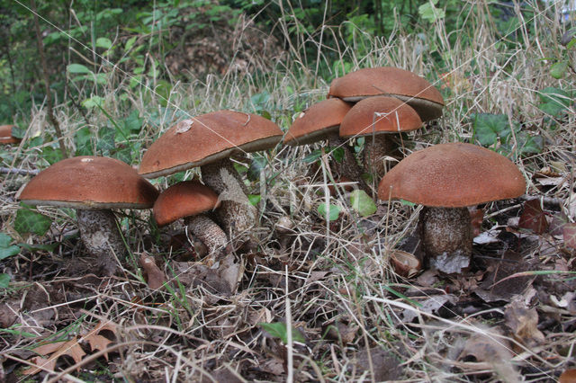 Rosse populierboleet (Leccinum rufum)