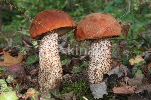 Rosse populierboleet (Leccinum rufum)