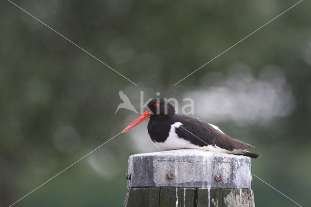 Scholekster (Haematopus ostralegus)