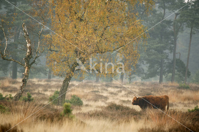 Schotse Hooglander