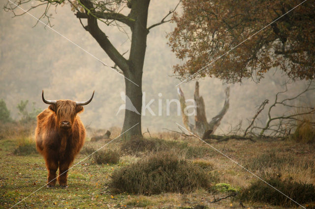 Schotse Hooglander