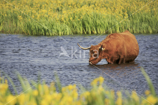 Schotse Hooglander