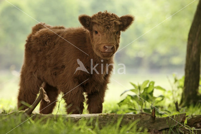 Schotse Hooglander