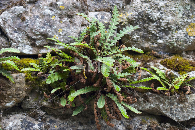 Schubvaren (Asplenium ceterach)