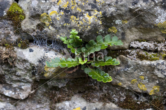 Schubvaren (Asplenium ceterach)