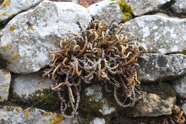 Schubvaren (Asplenium ceterach)