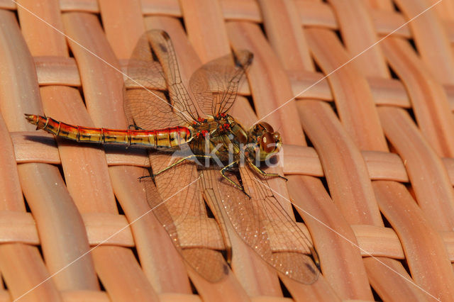 Steenrode heidelibel (Sympetrum vulgatum)