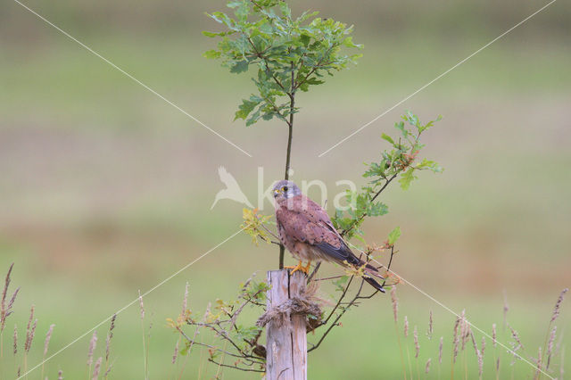 Torenvalk (Falco tinnunculus)