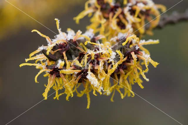 Toverhazelaar (Hamamelis mollis)