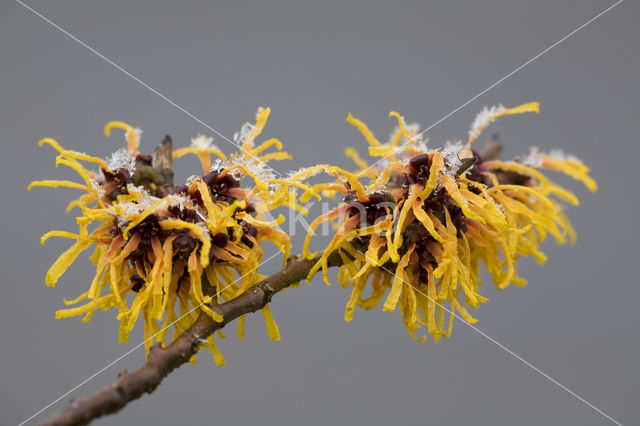 Toverhazelaar (Hamamelis mollis)