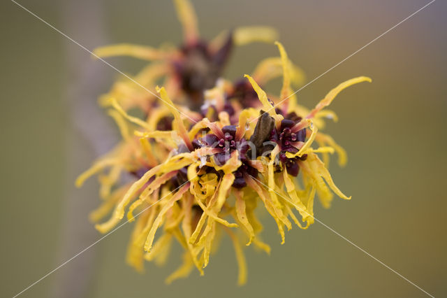 Toverhazelaar (Hamamelis mollis)