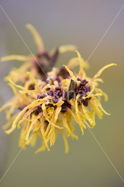 Toverhazelaar (Hamamelis mollis)