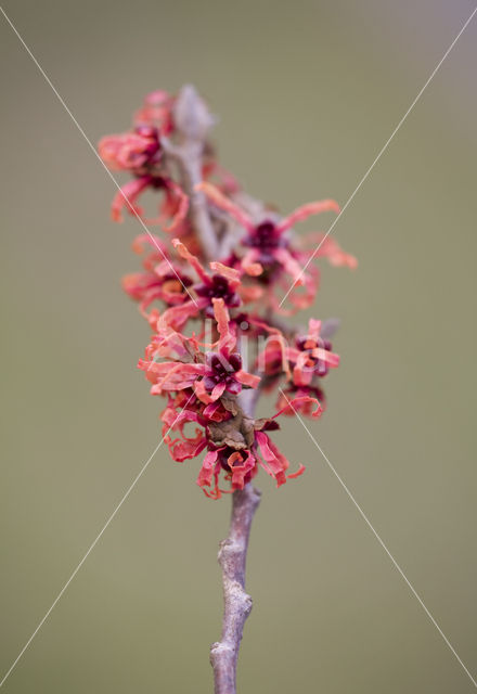 Toverhazelaar (Hamamelis mollis)