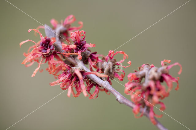 Toverhazelaar (Hamamelis mollis)