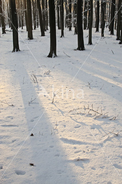 Veluwe