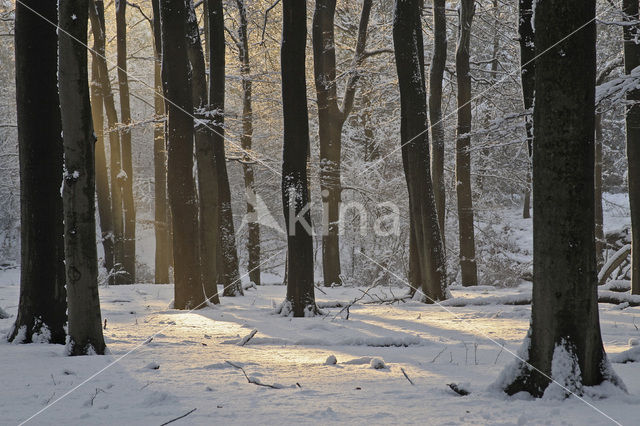 Veluwe